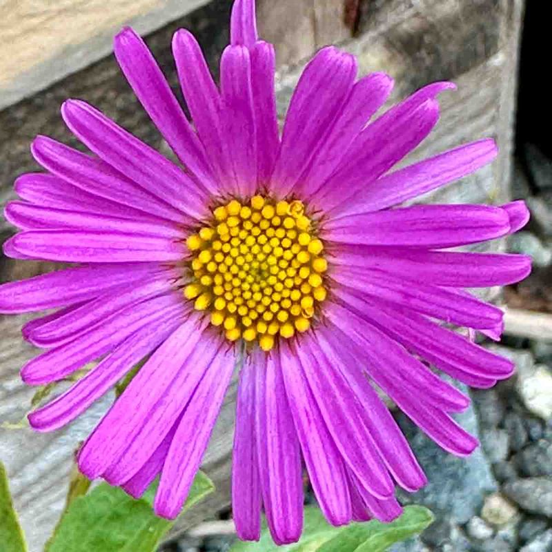 Asters 'Happy End'