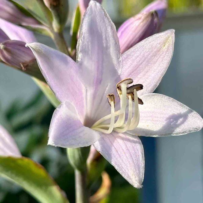 Hovedbilde Hosta 'Patriot'