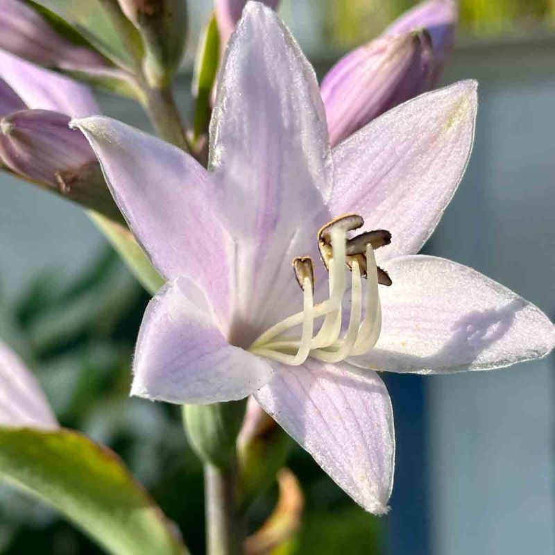 Hosta 'Patriot'