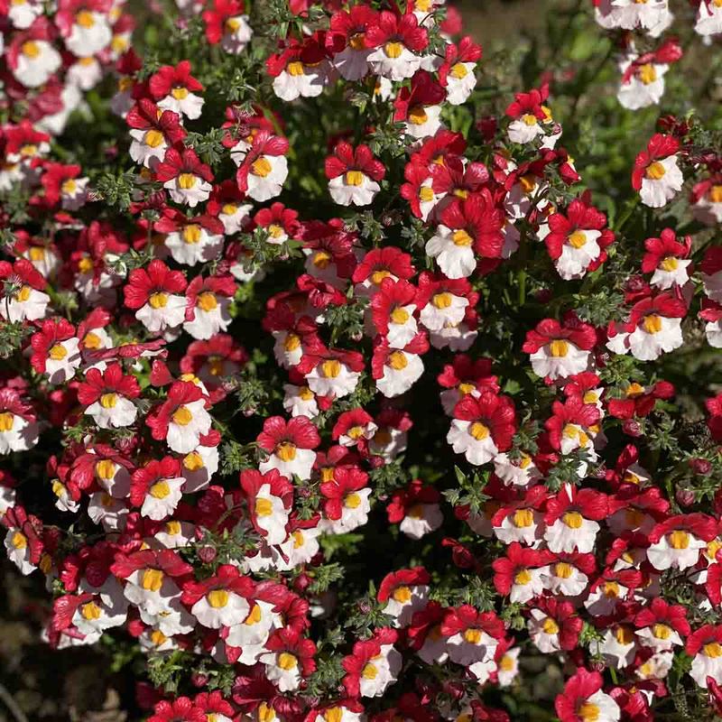 Nemesia
