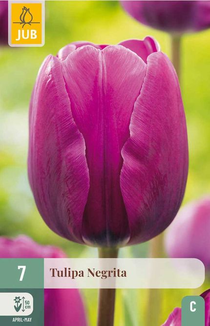 Hovedbilde Tulipanløk, Triumph- 'Negrita' 7 pk