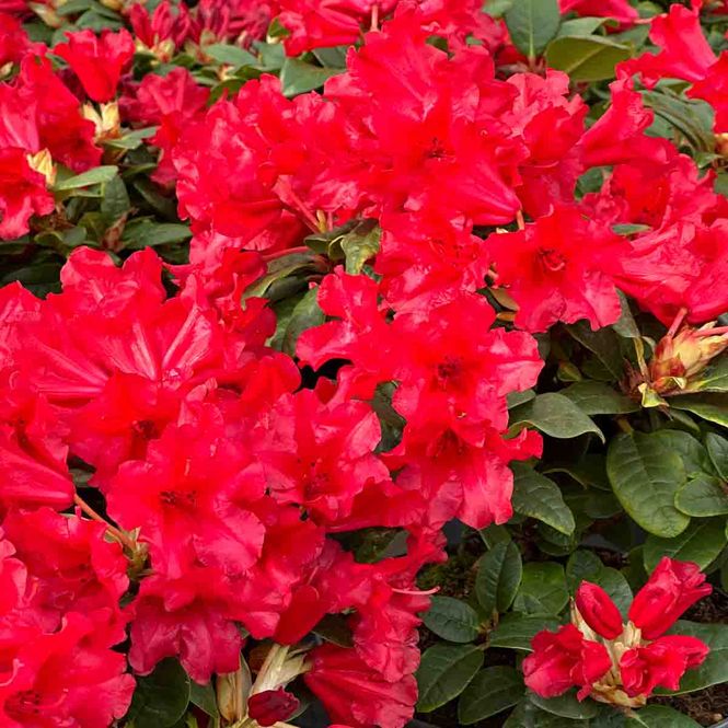 Hovedbilde Rhododendron  'Scarlet wonder'