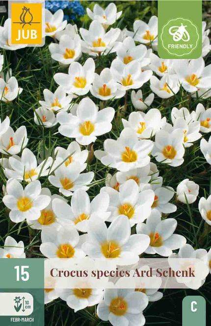 Hovedbilde Krokus, Botnanisk- 'Ard Schenk' 15pk