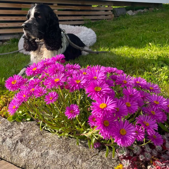 Hovedbilde Asters 'Happy End'