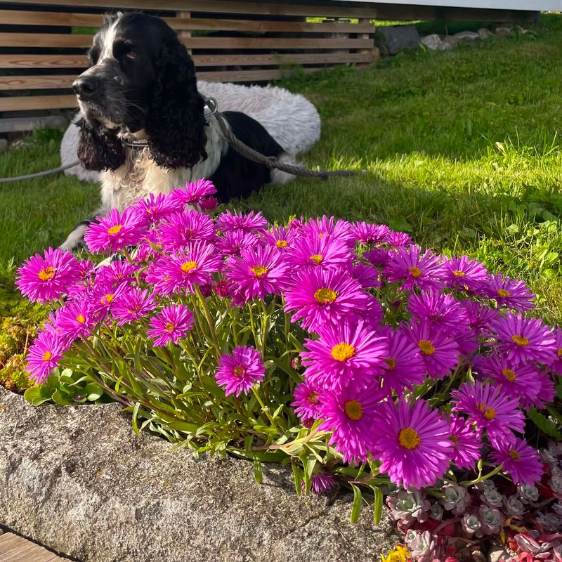 Asters 'Happy End'
