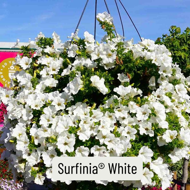 Hovedbilde Superpetunia 