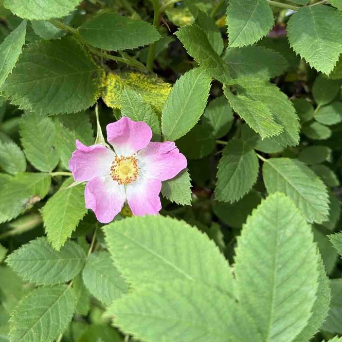 Hovedbilde Steinnyperose, Busk-