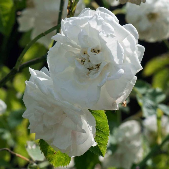 Hovedbilde Kystkvitrose 'Suaveolens', Busk-