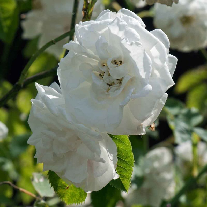 Kystkvitrose 'Suaveolens', Busk-