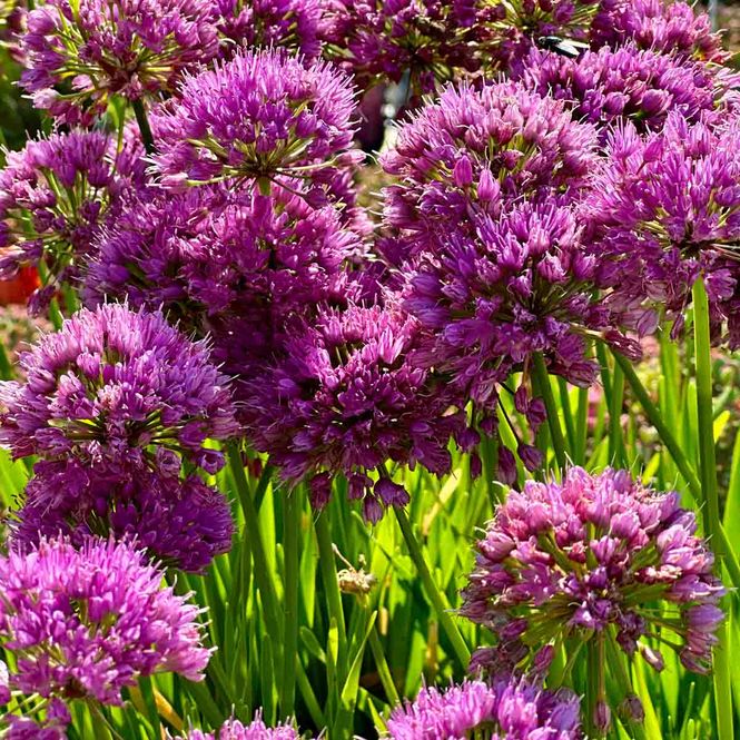 Hovedbilde Prydløk Millennium