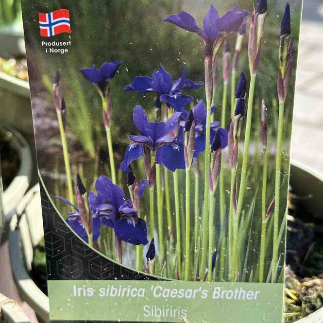 Hovedbilde Iris, sibirica- 'Caesar's Brother'
