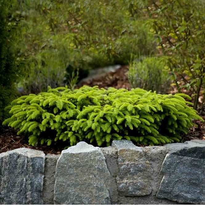 Hovedbilde Fugleredegran 'Nidiformis'