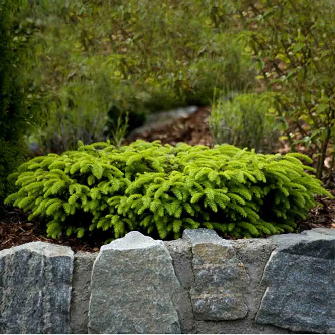 Hovedbilde Fugleredegran 'Nidiformis'
