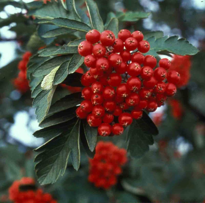 Rognasal 'Harstad'