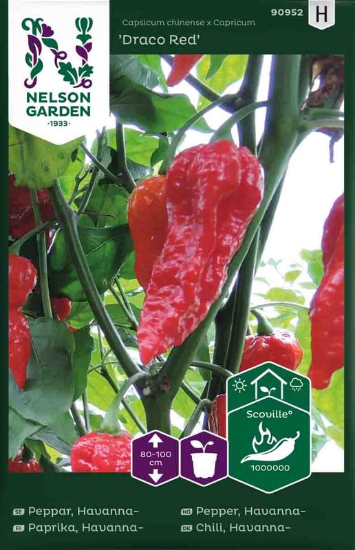 Chilipepper, Havanna-  'Draco Red'