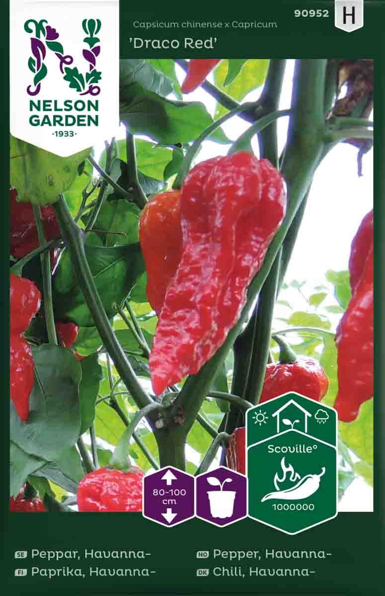 Chilipepper, Havanna-  'Draco Red'