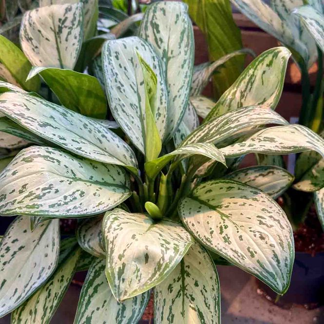 Hovedbilde Aglaonema 'Maria'