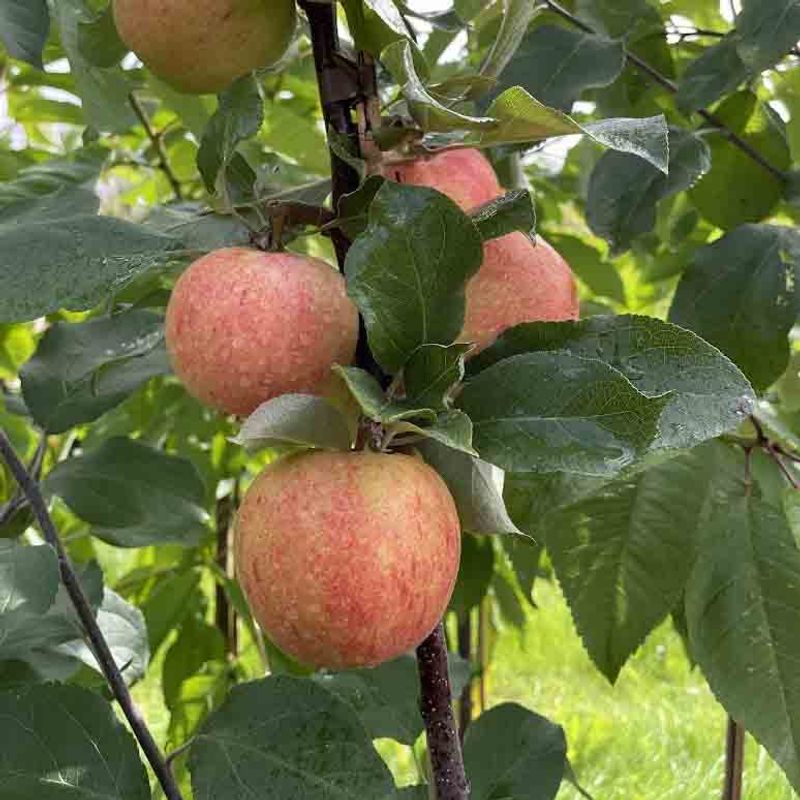 Epletre  'Huvitus' 
