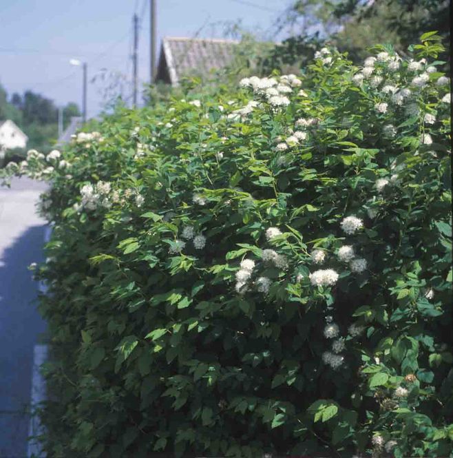 Hovedbilde Bjarkøyspirea