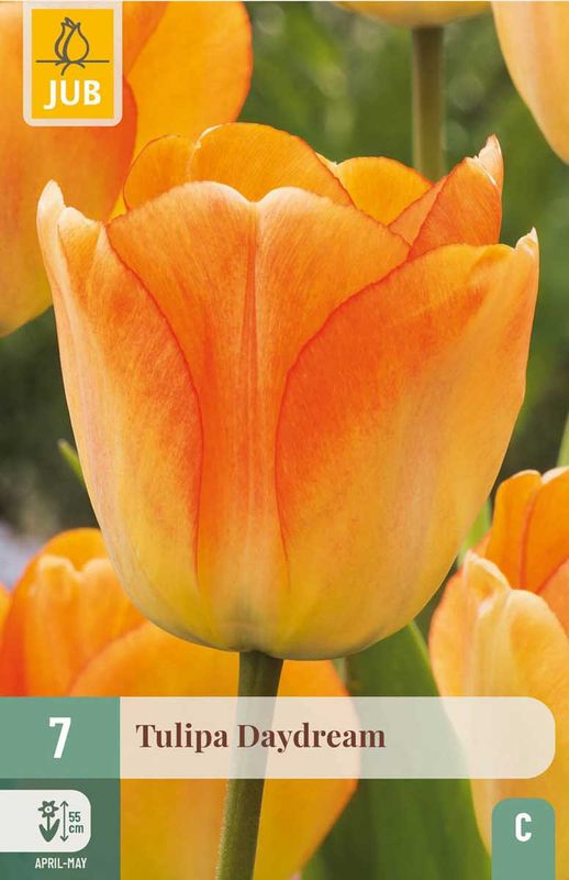 Tulipanløk, Darwin Hybrid- 'Daydream' 7 pk