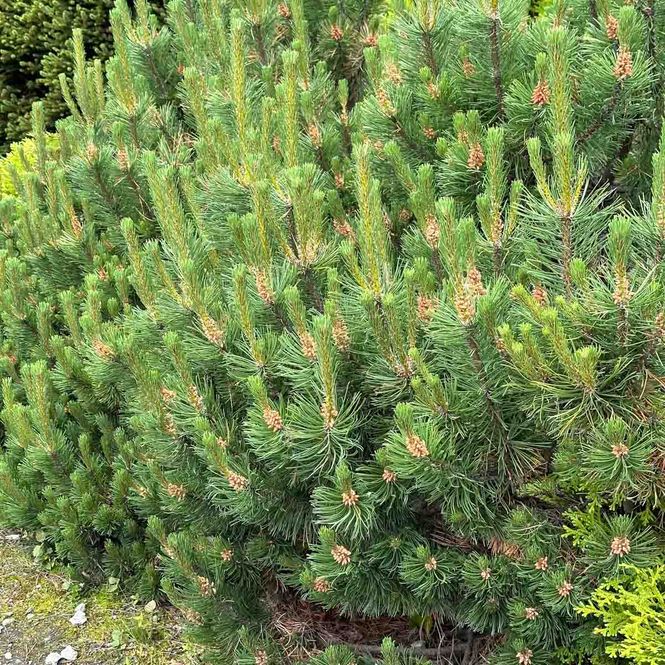 Hovedbilde Krypbuskfuru 'Sauherad'