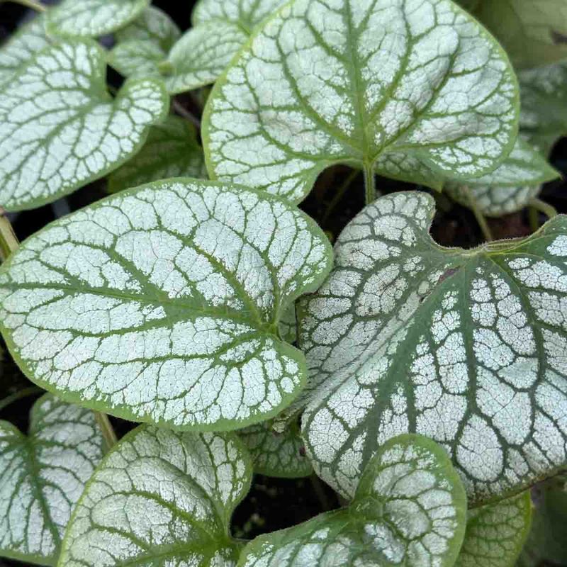 Forglemmegeisøster 'Jack Frost'