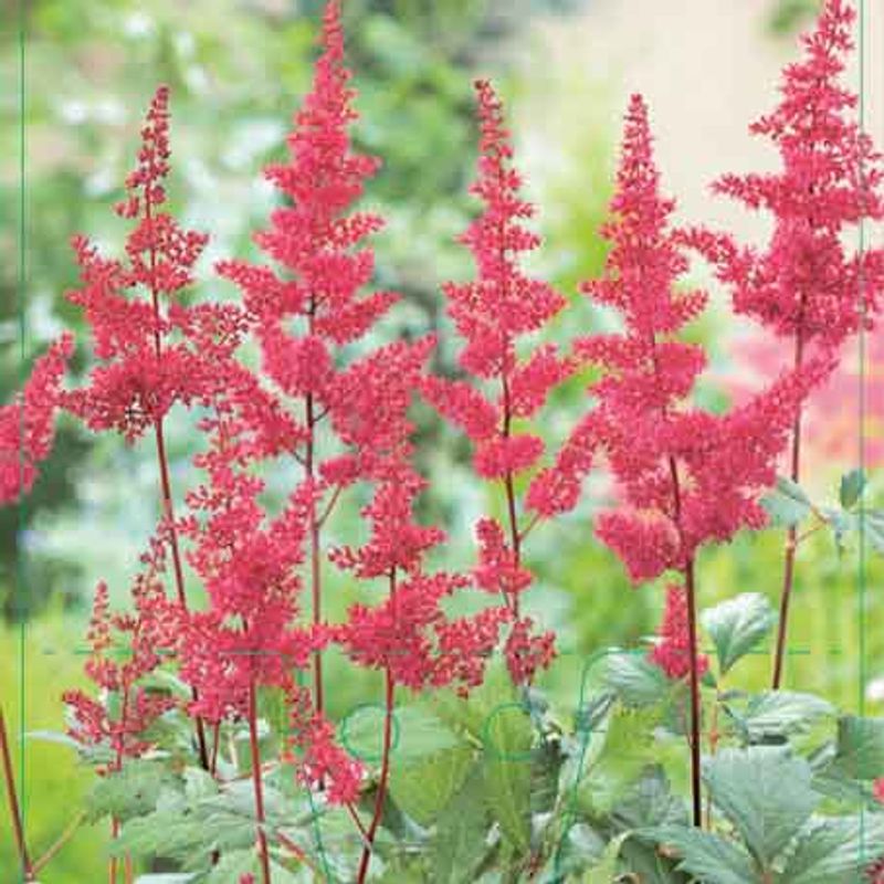 Astilbe, Arenda- 'Fanal'