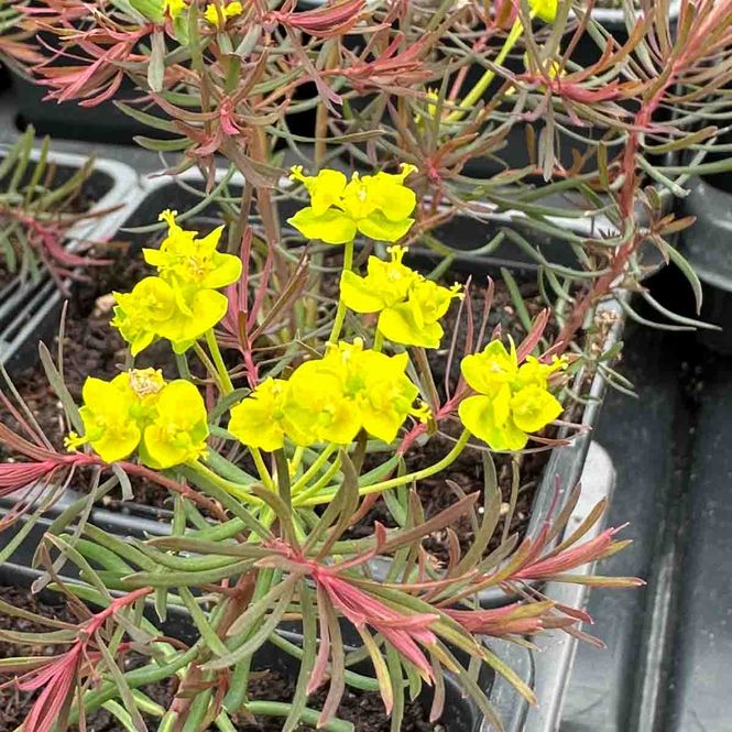 Hovedbilde Vortemelk, Sypress-  'Orange man'