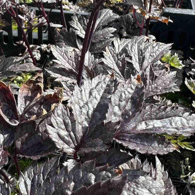 Hovedbilde Ormedrue, Klase- 'Chocoholic'