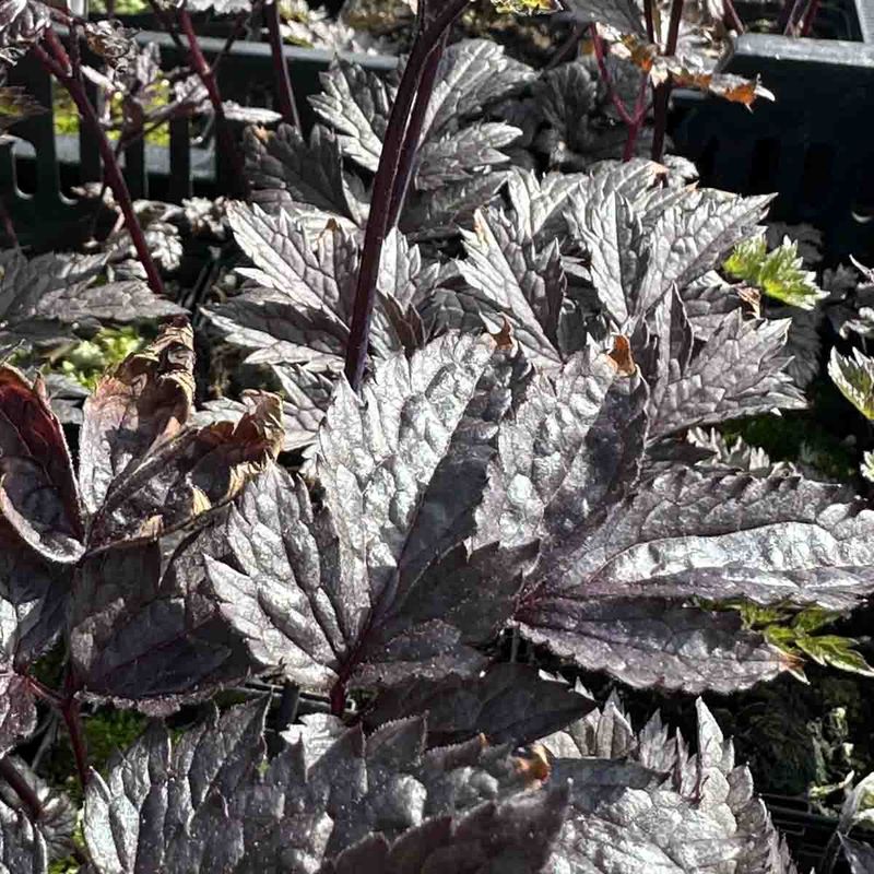 Ormedrue, Klase- 'Chocoholic'