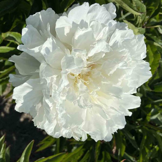 Hovedbilde Peon, Silke- 'Shirley Temple'