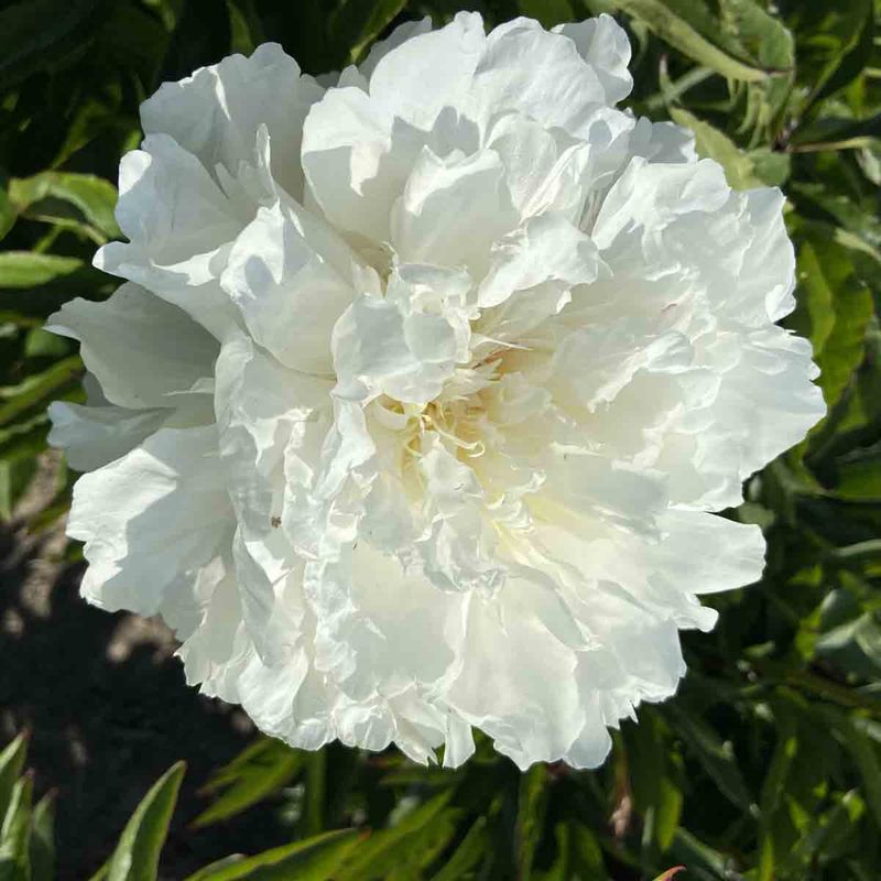 Peon, Silke- 'Shirley Temple'