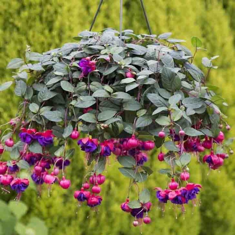 Fuchsia, Henge-