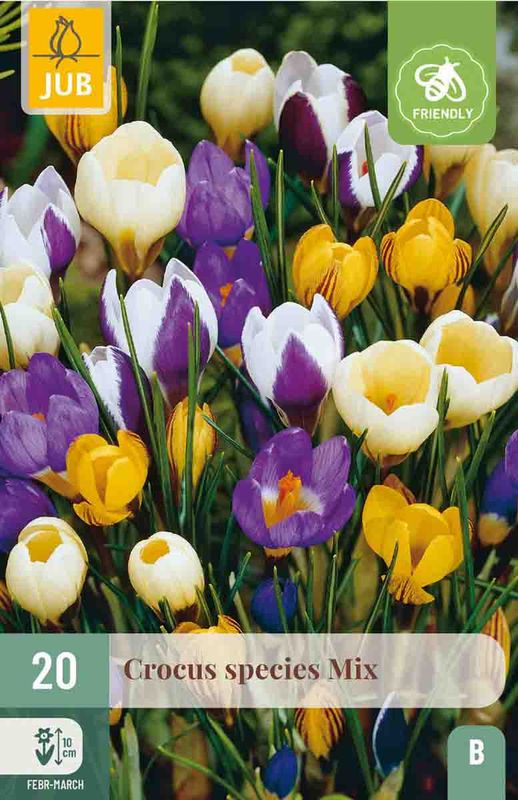 Krokus, Botanisk- mix 20pk