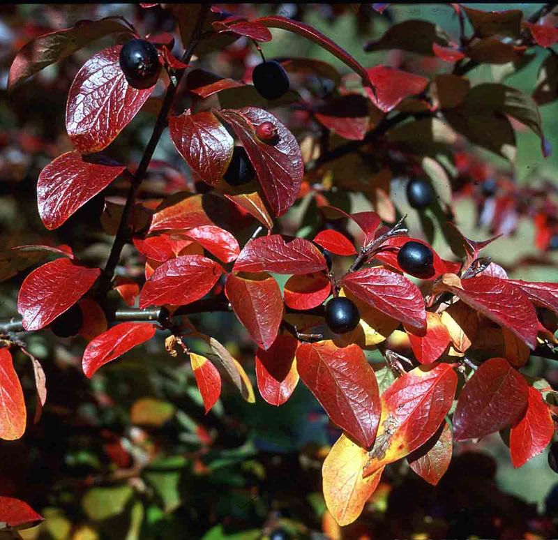 Blankmispel, Romsdal