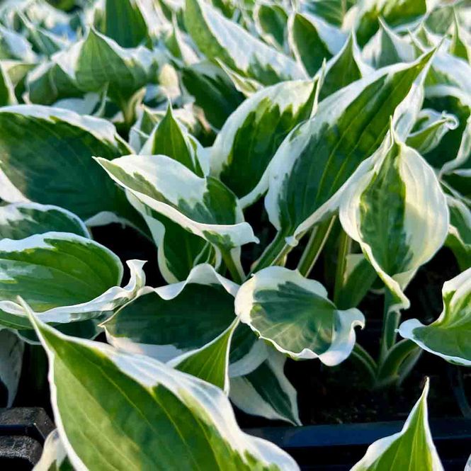 Hovedbilde Hosta 'Patriot'