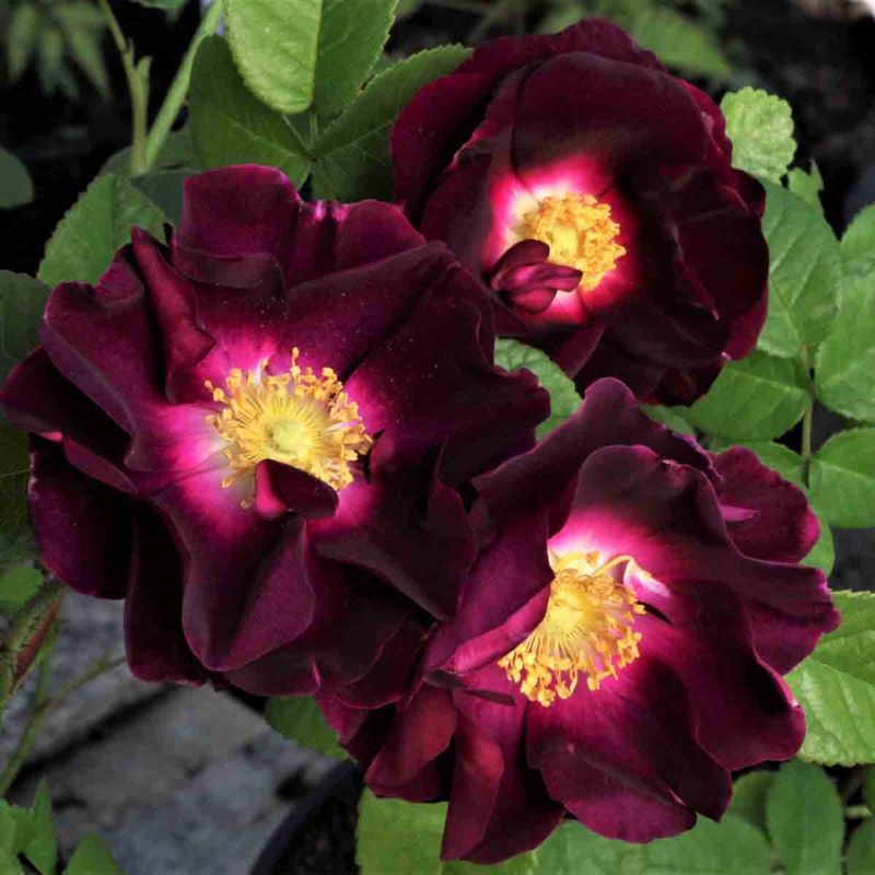 Gallicarose 'Merveille'