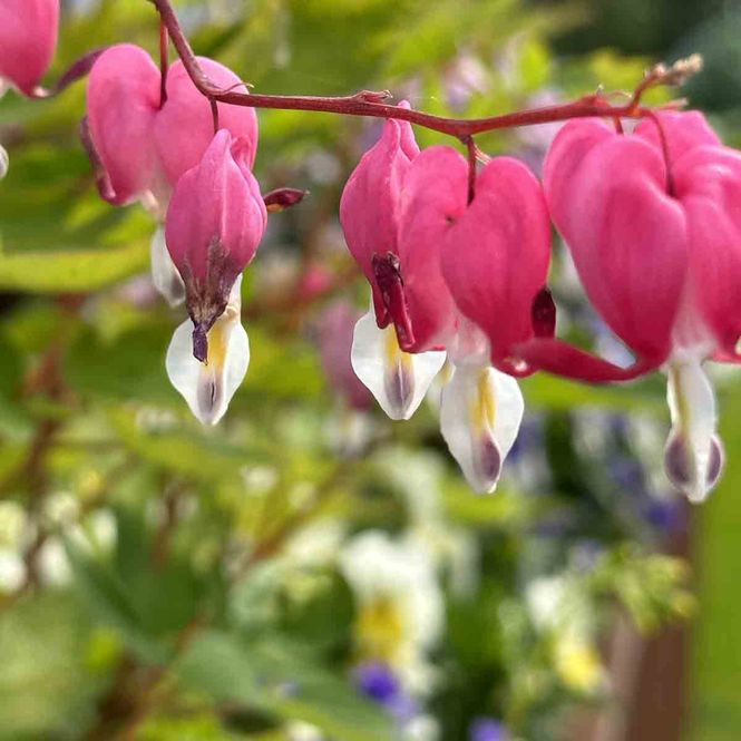 Hovedbilde Løytnantshjerte