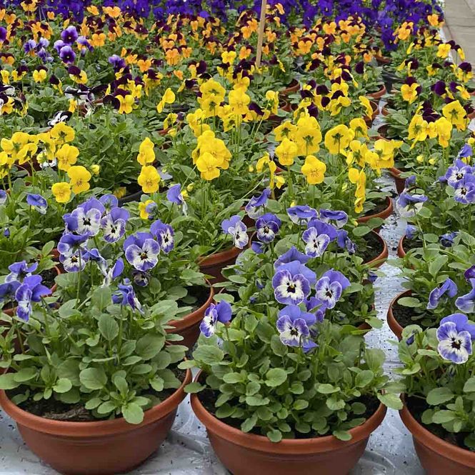 Hovedbilde Stemor i skål