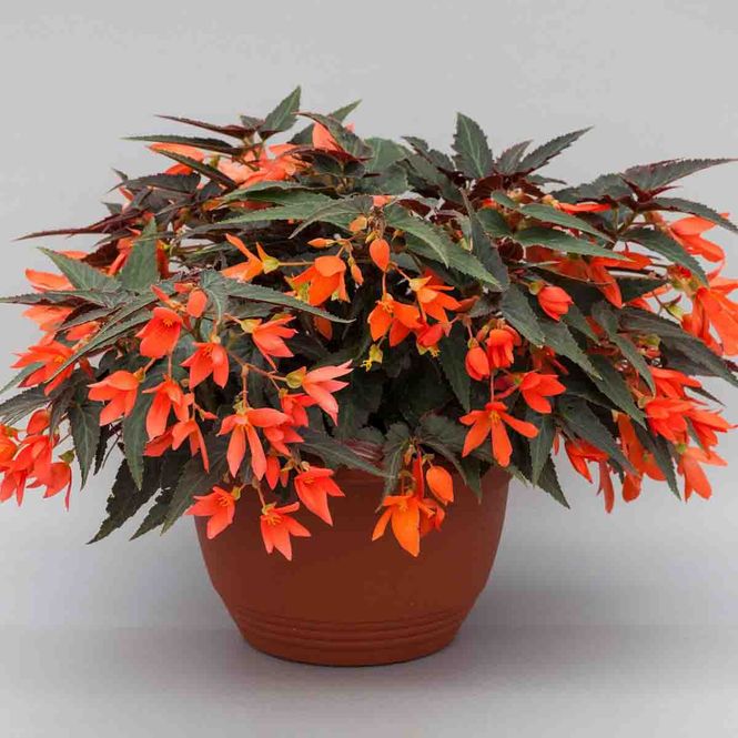 Hovedbilde Begonia