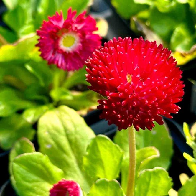 Hovedbilde Tusenfryd