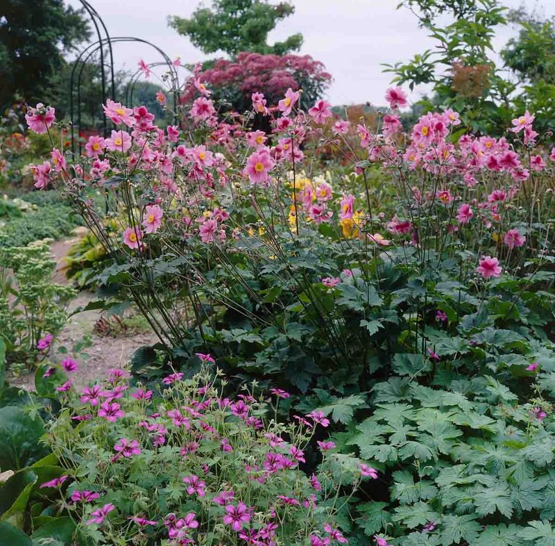 Anemone, høst 'Robustissima'