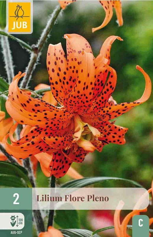 Lilje, Orient- 'Flore Pleno'  2pk