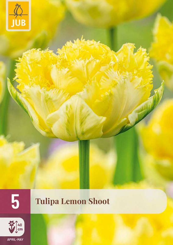 Tulipanløk, exclusive 'Lemon shot' 5pk