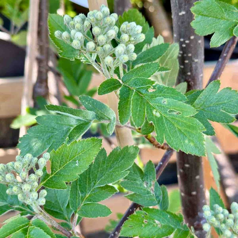 Rognasal 'Harstad'