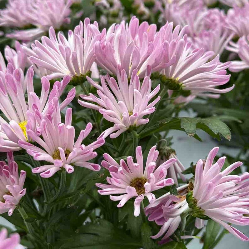 Høst Chrysantemum 
