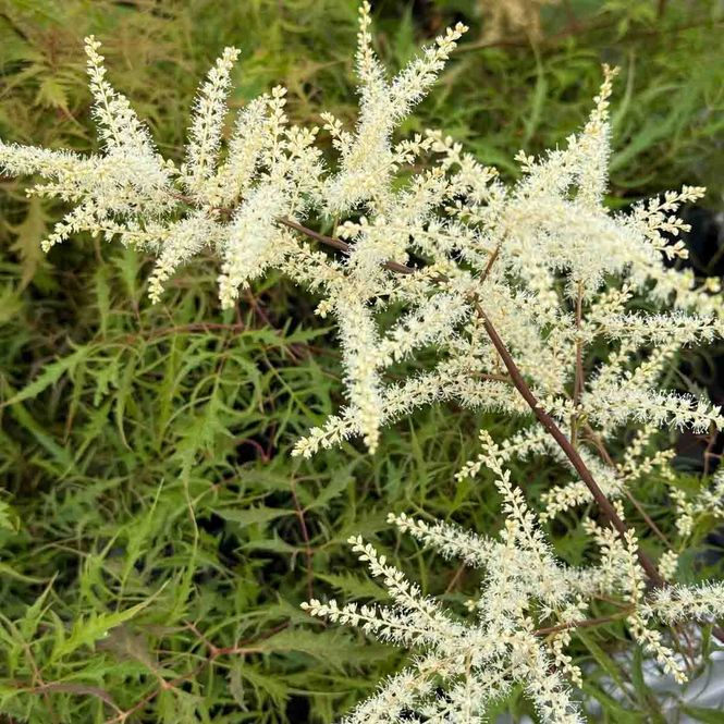 Hovedbilde Koreaskjegg