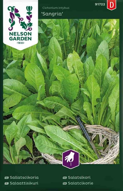 Hovedbilde Salatsikori 'Sangria'