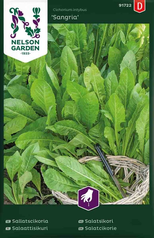 Salatsikori 'Sangria'