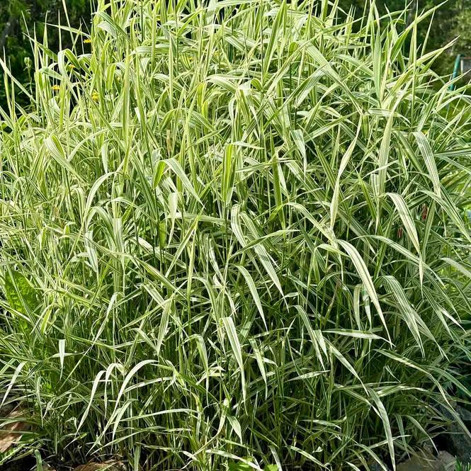 Hovedbilde Strandrør 'Picta'